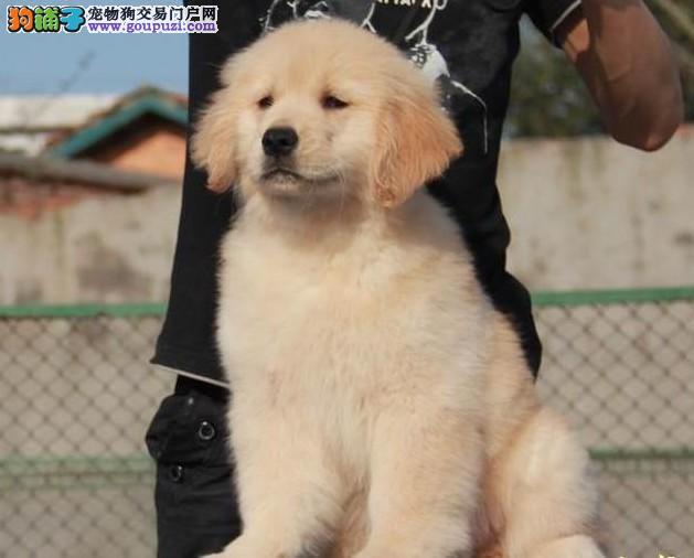 南京犬舍