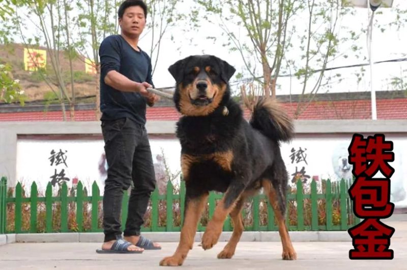 江宁犬舍
